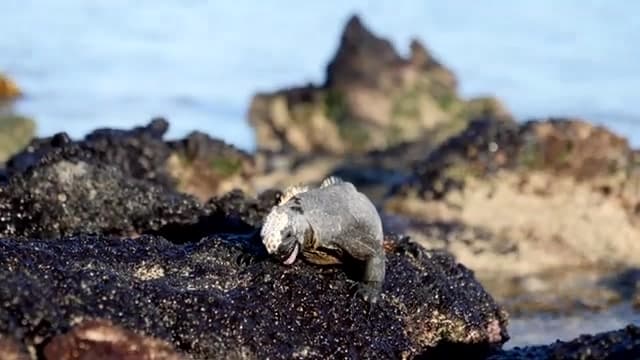 Islas Galápagos